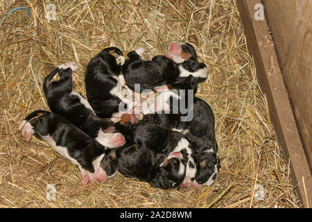 Mini Bernedoodle chiots nouveau-né couché dans la paille et dormir Banque D'Images