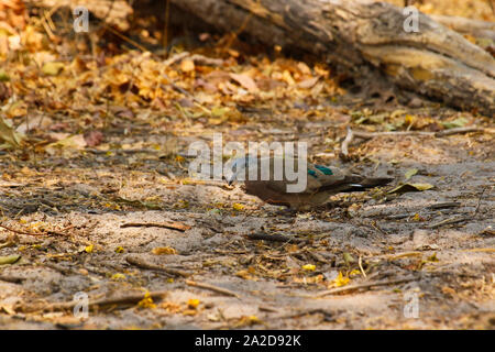 Emerald-Spotted (Wood-Dove Turtur chalcospilos). Busanga Plains. Kafue National Park. La Zambie Banque D'Images