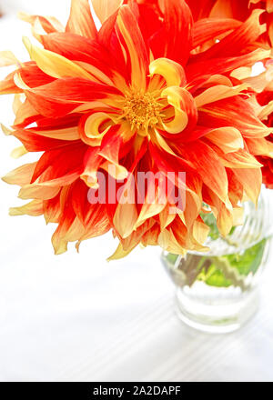 Jardin orange vif, dahlias dans un vase en verre sur un rebord de fenêtre. Banque D'Images