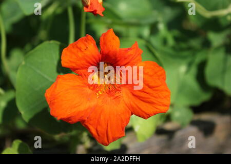 Capucine orange vif, cresson, yellowcress, fleur fleur poussant dans le jardin de fleurs. Banque D'Images