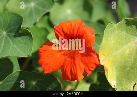 Capucine orange vif, cresson, yellowcress, fleur fleur poussant dans le jardin de fleurs. Banque D'Images