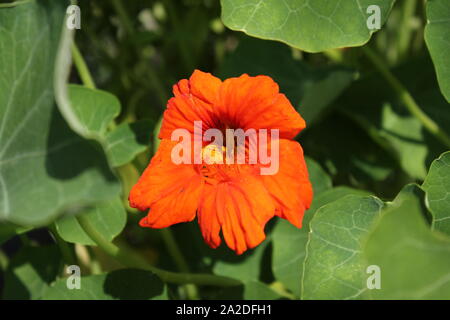 Capucine orange vif, cresson, yellowcress, fleur fleur poussant dans le jardin de fleurs. Banque D'Images