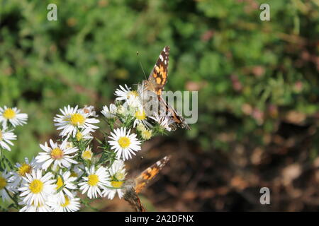 Orange et noir magnifique papillon monarque, Danaus plexippus, volant autour d'un jardin de fleurs. Banque D'Images