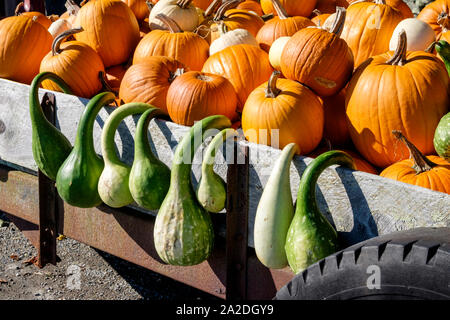 Les citrouilles et d'autres produisent des marcheurs affichée à l'Éventaire à 261 W Main Rd 02837 Little Compton, Rhode Island, USA Banque D'Images