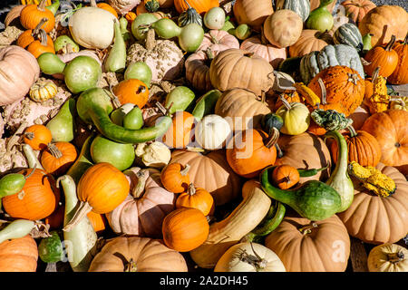 Les citrouilles et d'autres produisent des marcheurs affichée à l'Éventaire à 261 W Main Rd 02837 Little Compton, Rhode Island, USA Banque D'Images