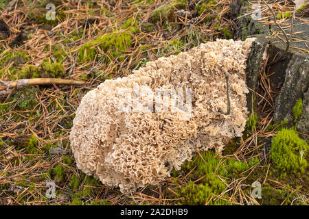 Champignon chou-fleur en bois (Sparassis crispa), une croissance d'espèces comestibles à la base d'une souche d'arbre conifère, UK Banque D'Images