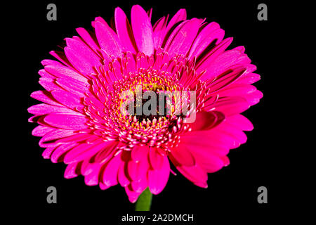 Gerbera rose sur un fond noir. Isolé de l'arrière-plan. Des fleurs pour l'accueil parfait. Plantes de la maison. Banque D'Images