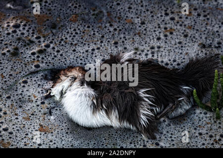 Le petit canard, perdu birdy merganser canards flottant sur les vagues de mousse dense. Peut-être que chick est mort à cause de la pollution de l'eau, l'empoisonnement d'animaux Banque D'Images