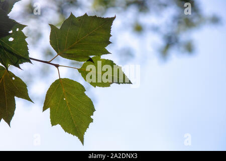 Les feuilles des arbres de bouleau d'argent. Banque D'Images