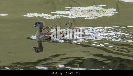 Une femelle Canard mandarin avec les canetons. (UK) Banque D'Images