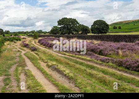 Heather en pleine floraison sur Glen Shipley dans le Yorkshire, en Angleterre. Banque D'Images