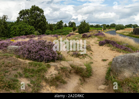 Heather en pleine floraison sur Glen Shipley dans le Yorkshire, en Angleterre. Banque D'Images