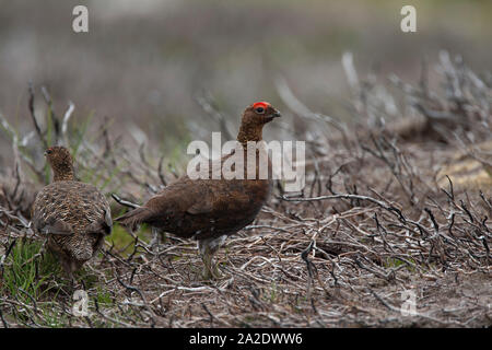 Le Lagopède des saules, Lagopus lagopus scoticus, mâles et femelles adultes debout dans brûlé heather. Les Highlands, Ecosse, Royaume-Uni. Banque D'Images