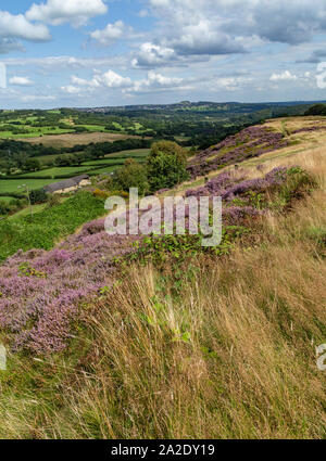 Purple heather sur Baildon Moor, Yorkhsire, Angleterre. Banque D'Images