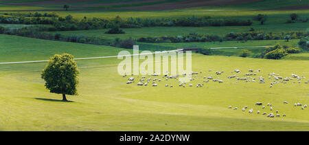 Entendu parler de moutons dans un cadre idyllique, dans la campagne roumaine Banque D'Images