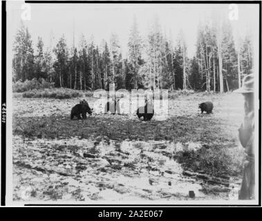 Huit porte près de l'Hôtel du Lac, le Parc National de Yellowstone, atteint par la Northern Pacific Railway via passerelle Gardiner Banque D'Images