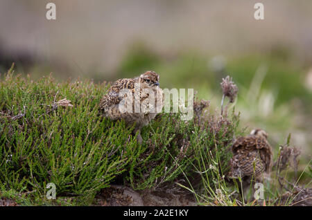 Le Lagopède des saules, Lagopus lagopus scoticus, deux jeunes poussins marche dans la bruyère. Les Highlands, Ecosse, Royaume-Uni. Banque D'Images