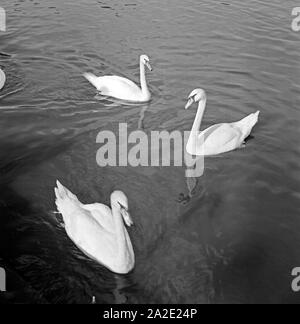 & Restaurant Maximilian schwimmen auf dem Adolf Mittag Voir à Magdebourg, Deutschland 1930 er Jahre. Les cygnes nager dans le lac d'Adolf Mittag à Magdebourg, Allemagne 1930. Banque D'Images