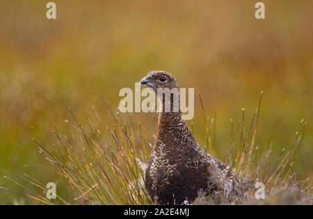 Le Lagopède des saules, Lagopus lagopus scoticus, Portrait de seule femelle adulte sur la lande. Les Highlands, Ecosse, Royaume-Uni. Banque D'Images