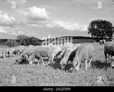 Eine hungrige Schafherde wird über ein Stoppelfeld geschickt, Ostpreußen, années 30 er Jahre. Un troupeau de moutons affamés est envoyé un champ de chaume, t'est de la Prusse, 1930. Banque D'Images