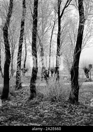 Raureif über einem Wald dans Ostpreußen, 1930er Jahre. Givre sur une forêt dans l'Est de la Prusse, 1930. Banque D'Images