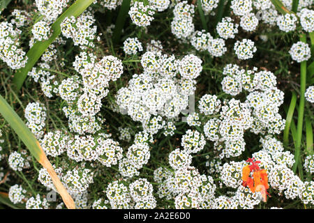 Alyssum Lobularia maritima ou connu sous le nom de sweet alyssum ou sweet alison Banque D'Images