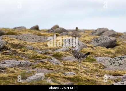 Le lagopède, Lagopus mutus, paire d'adultes marcher dans les rochers des montagnes de Cairngorm, sur, Écosse, Royaume-Uni. Banque D'Images