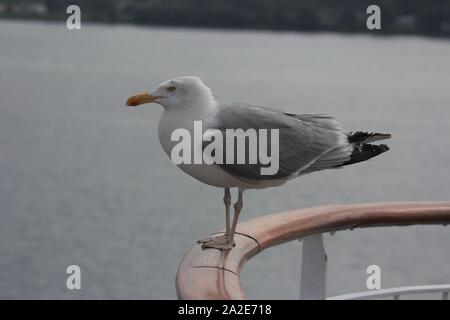 Goéland argenté (Larus argentatus) à Kiel, Allemagne Banque D'Images