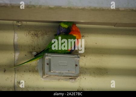 Cou- vert lorikeet percher sur la boîte électrique Banque D'Images