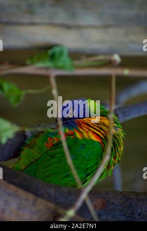 Cou vert lui-même lissage lorikeet Banque D'Images