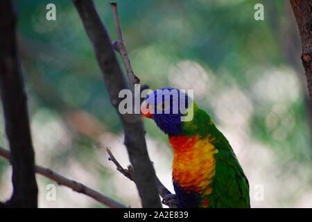 Cou- vert lorikeet perching on branch Banque D'Images