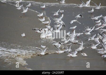 Un grand troupeau de mouettes à tête noire (Larus ridibundus) en plumage après la saison de près de Carolinensiel, Allemagne Banque D'Images