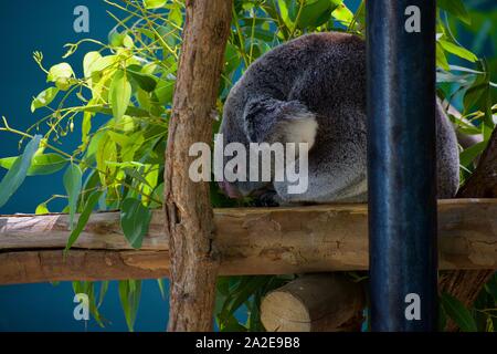 Koala du Queensland en appui sur la perche Banque D'Images