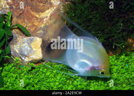 L'or blanc de poissons-anges, Pterophyllum scalare Banque D'Images