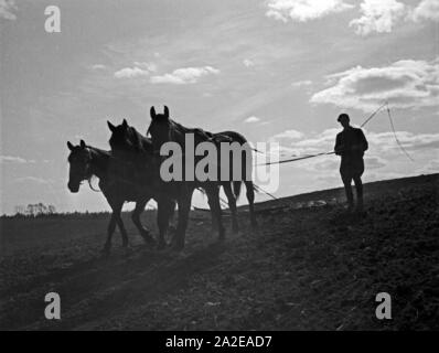 Ein Bauer bearbeitet mit Pferden seinen seinen Acker dans Ostpreußen, 1930er Jahre. Un agriculteur et sa ferme de chevaux, leur domaine n'est de la Prusse, 1930. Banque D'Images