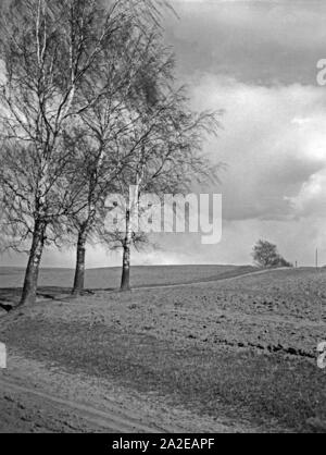 Landschaft mit Birken dans Masuren, Ostpreußen, années 30 er Jahre. Paysage avec arbres de bouleau en Mazurie, la Prusse orientale, 1930. Banque D'Images