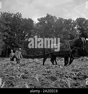 Un Landhelfer als Hitlerjugend Bauern en Bevensen dans der Lüneburger Heide, Deutschland 1930 er Jahre. La jeunesse hitlérienne comme support pour un agriculteur à Bevensen, Allemagne 1930. Banque D'Images