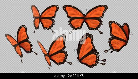 Papillon monarque Orange isolé sur fond transparent. Beaux papillons battant des ailes colorées.