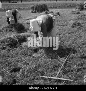 Getreideernte im Altmühltal, Deutschland 1930 er Jahre. Récolte céréalière d'Altmuehltal valley, Allemagne 1930. Banque D'Images