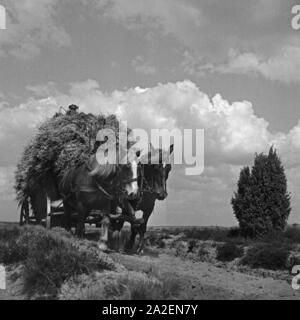 Getreideernte im Altmühltal, Deutschland 1930 er Jahre. Récolte céréalière d'Altmuehltal valley, Allemagne 1930. Banque D'Images