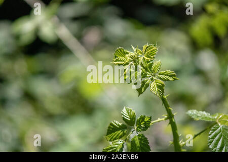 Close-up des feuilles de Rubus boraeanus (Blackberry) plante. Petites feuilles close-up. Banque D'Images