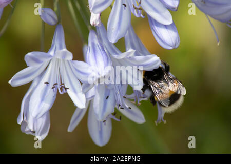 Close-up of fleur pourpre de Agapanthoideae plante. Banque D'Images