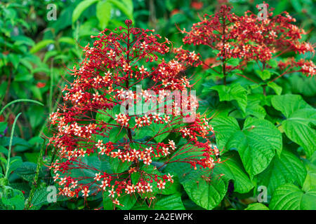 Clerodendrum paniculatum pagode (fleurs) - Florida, USA Banque D'Images