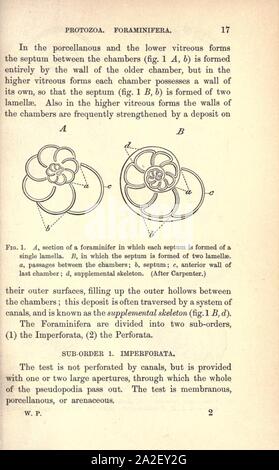 Pour les élèves du primaire palaeontology géologique (page 17) Banque D'Images