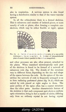 Pour les élèves du primaire palaeontology géologique (page 64) Banque D'Images