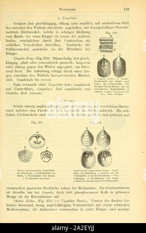 Elemente der paleontologie (page 189, fig. 250-252) Banque D'Images