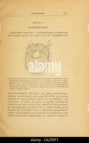 Elementos de botánica, conformes al proggrama de la Universidad Mayor de la República entresacados de payeur, Sachs, Van Tieghem, Lanessan (page 671) Banque D'Images