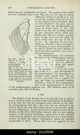 Éléments de l'Anatomie Comparée (page 478) Banque D'Images