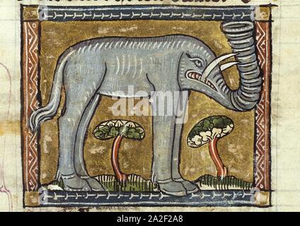 Elephas (elephant) - Der naturen bloeme - Jacob van Maerlant - KO KA 16 - 054r b1. Banque D'Images