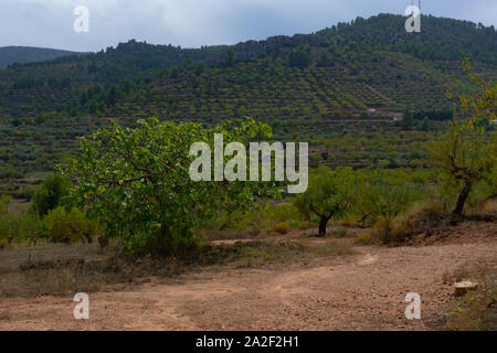 L'amandier est un arbre abondant en Benizar, village de Ronda (Espagne) Banque D'Images